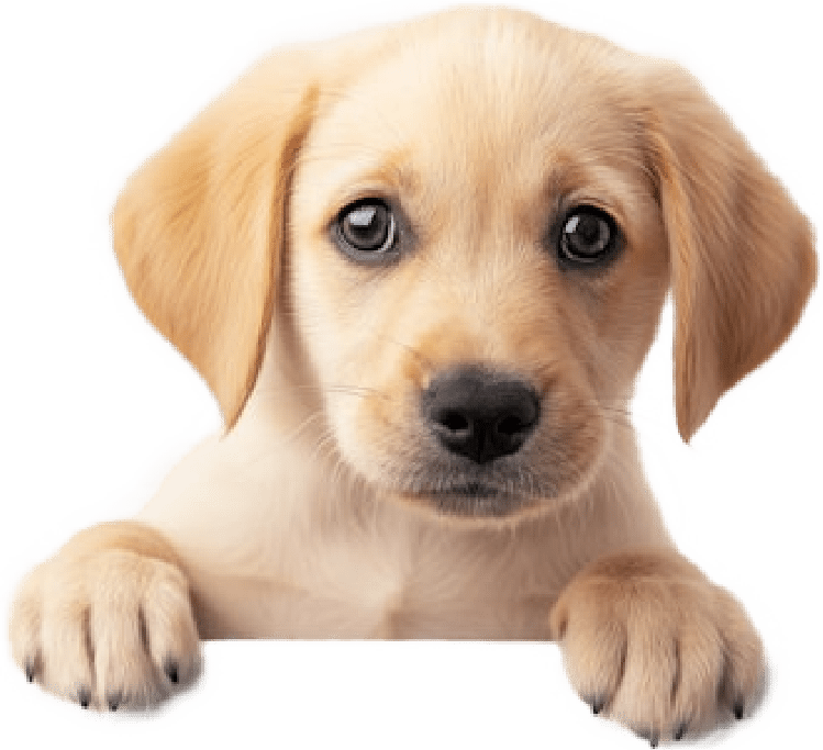 Insure your dog