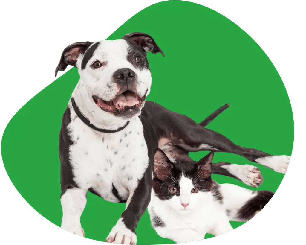 Insuring a dog in the Netherlands