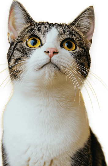 Compare cat insurance