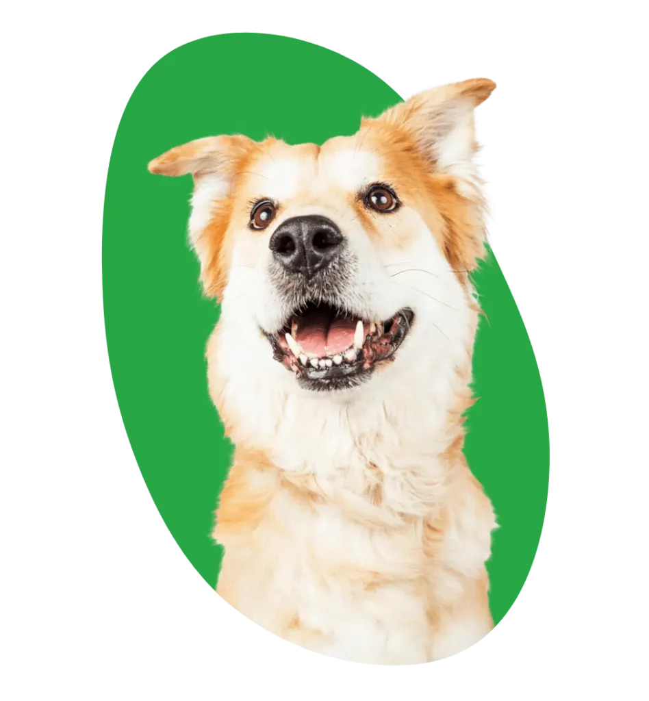 Dogs