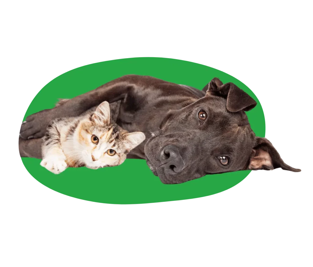 Pet insurance