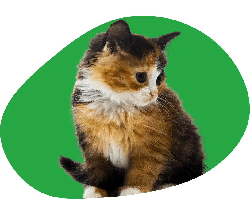 Comparing cat insurance in the Netherlands