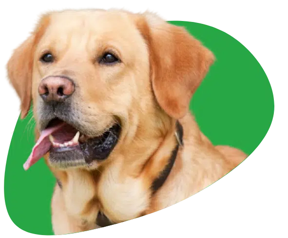 Labrador