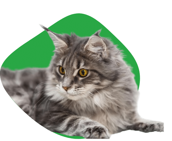 Maine_Coon