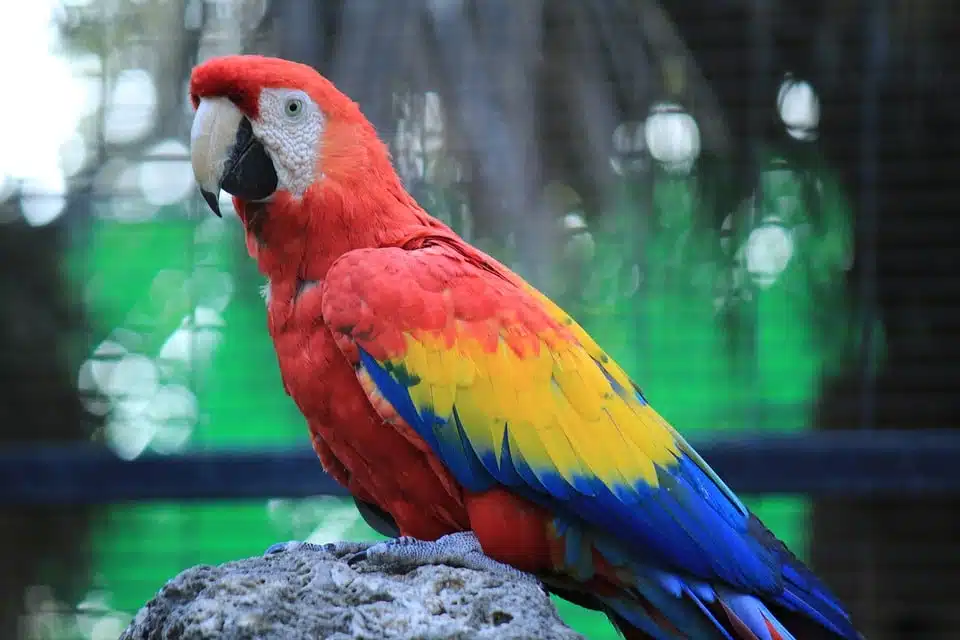 Parrot