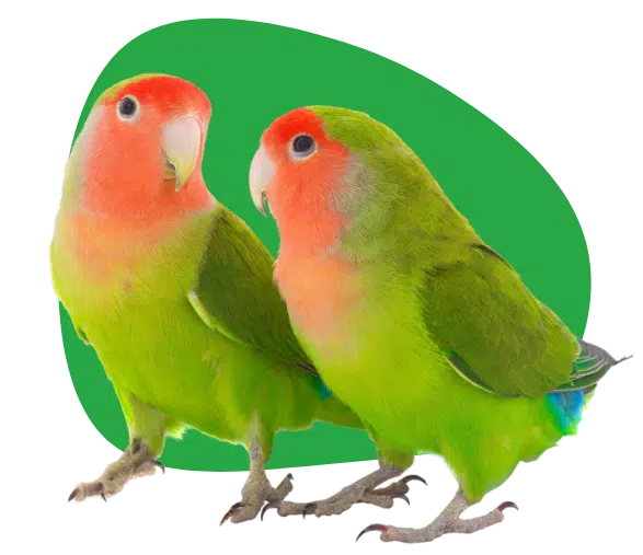 Parrot
