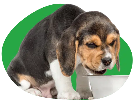Beagle puppy