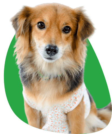 Compare dog insurance