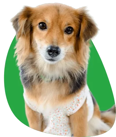 Beautiful dog
