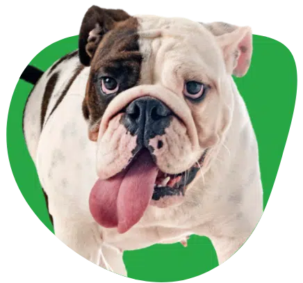 english-bulldog