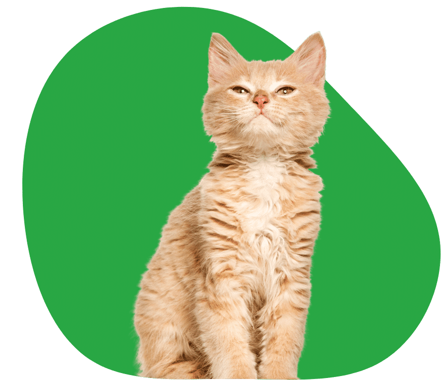Compare cat insurance
