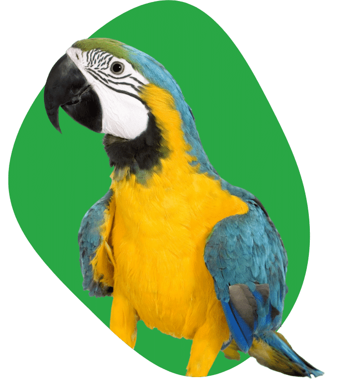 Compare bird insurance