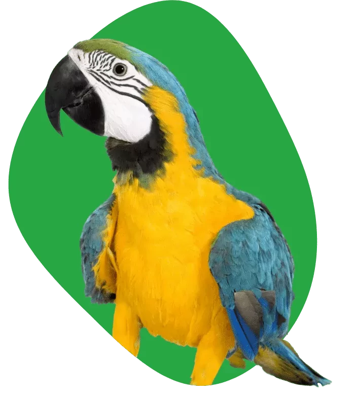 macaw-parrot