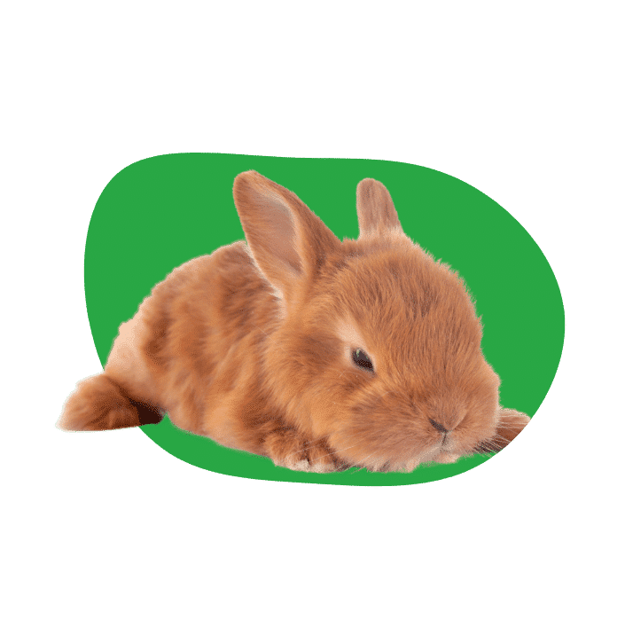 Compare rabbit insurance