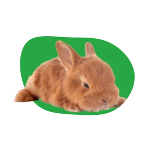 Insure your rabbit